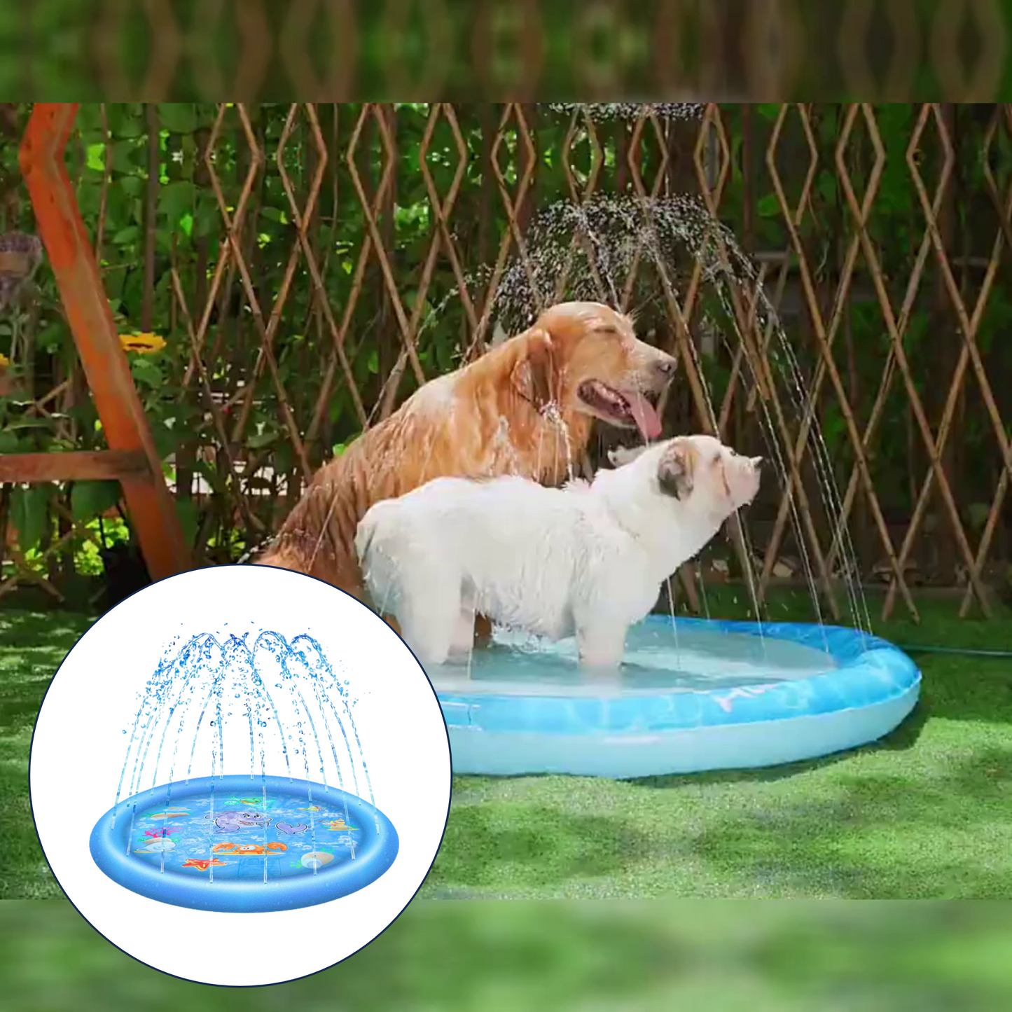 Doggiesplash| Forfriskende hundebasseng
